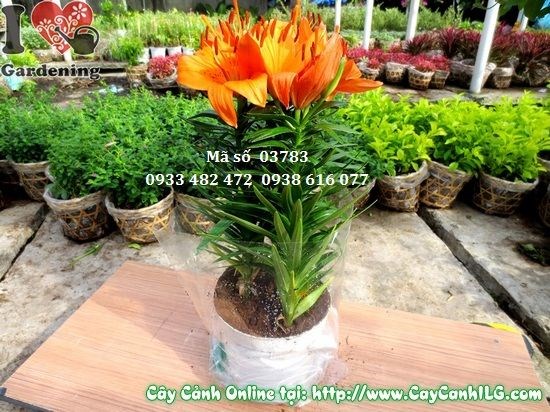 Cây hoa ly lá trưởng thành nở hoa đẹp
