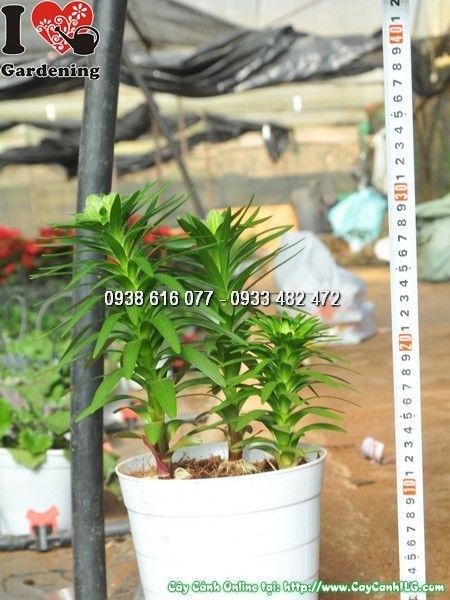 hoa ly lùn nở rộ nhiều màu sắc đẹp