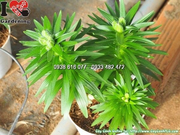 hoa ly lùn trưng bày trong nhà văn phòng