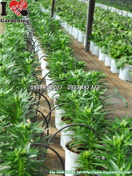 cây hoa ly lùn trang trí không gian đẹp