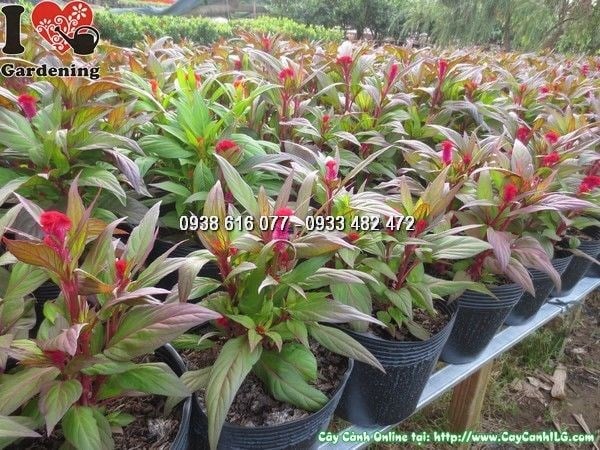 Cây hoa mào gà giống tại vườn ươm ILG