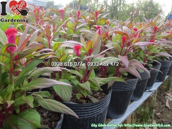 cây hoa mào gà giống bén đất phát triển tốt