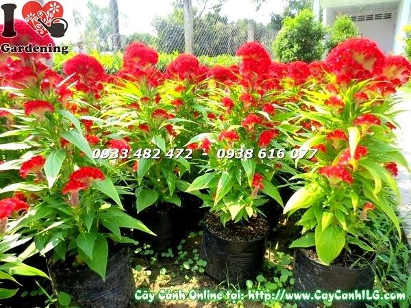 Cây hoa mào gà trồng ngoài nắng rực rỡ