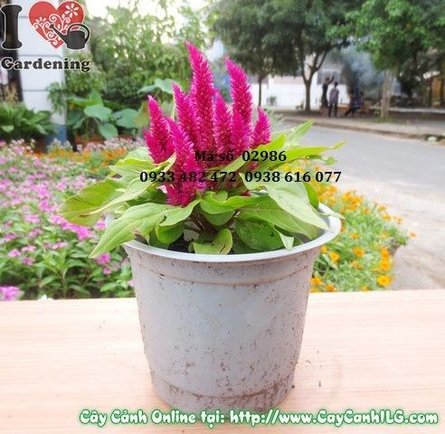 Cây hoa mào gà Mỹ 15cm – chi tiết hoa và lá tươi tốt