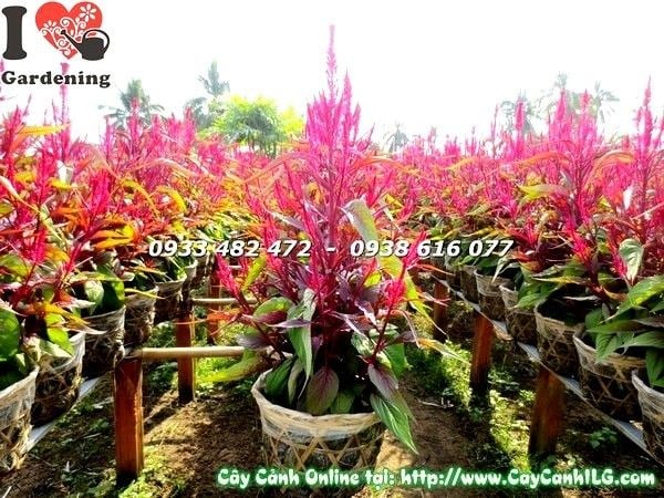 Cây hoa mào gà tím – ý nghĩa phong thủy và trang trí ngày Tết
