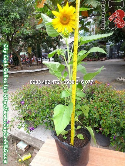 Cây hoa mặt trời cao 80cm - sắc vàng rực rỡ ngoài trời