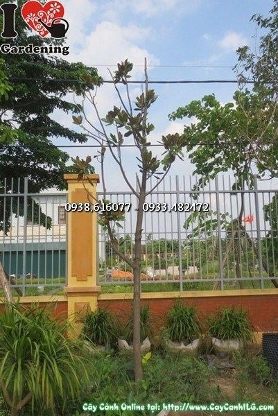 cây hoa mộc lan trắng cao 3m công trình cảnh quan ILG