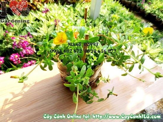 Hoa mười giờ sam nở rực rỡ nhiều màu sắc