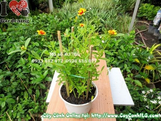 Chăm sóc cây hoa mười giờ sam tưới nước đúng cách
