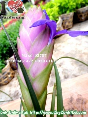 Cây hoa nam hương trồng chậu - trang trí văn phòng và sân vườn