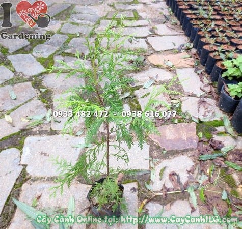 Cây hoàng đàn giống cao 60cm – toàn thân cây đẹp