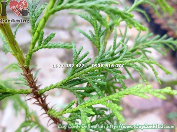 Cây hoàng đàn giống cao 60cm – cành lá đặc trưng