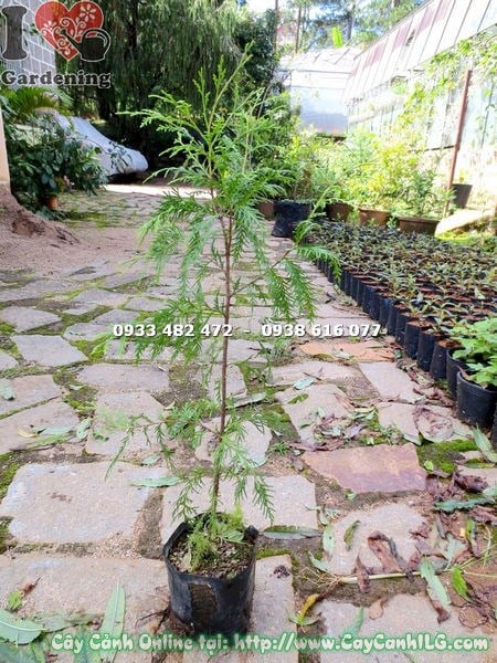 Cây hoàng đàn giống cao 60cm – Ms 14826 tại vườn ILG