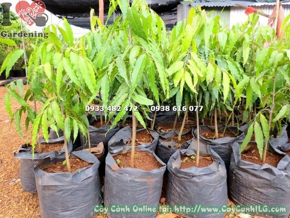 Lá cây Hoàng Nam xanh đậm bóng, kép lông chim đặc trưng