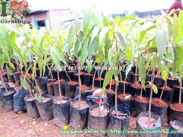 Cây Hoàng Nam tán đẹp sau khi cắt tỉa tạo dáng