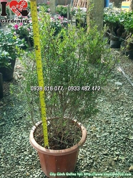 cây hoa nhất chi mai cao 40cm – mua sỉ lẻ tại ILG caycanhilg.com