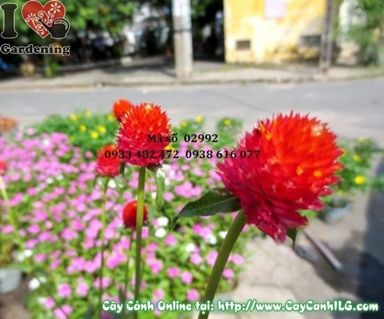Cây hoa nở ngày đỏ – sắc đỏ rực, trồng cảnh quan đẹp
