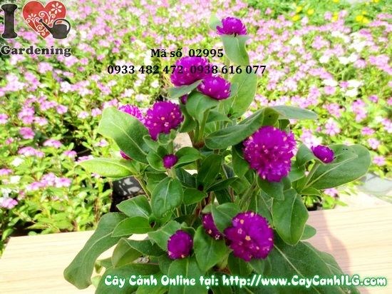 hoa nở ngày tím ms 02995 trồng thảm sân vườn