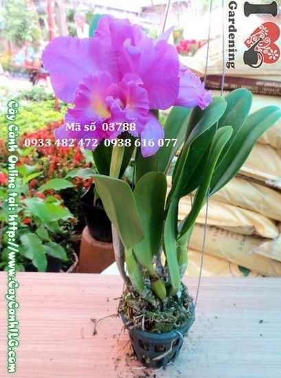 Hoa phong lan Cattleya cao 30cm - hoa to, màu sắc rực rỡ