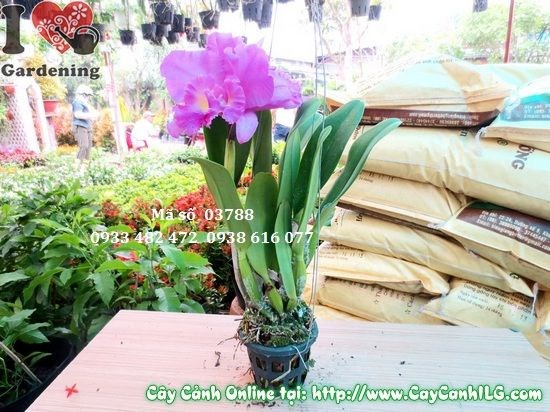 Phong lan Cattleya cao 30cm trưng bày trong không gian nội thất