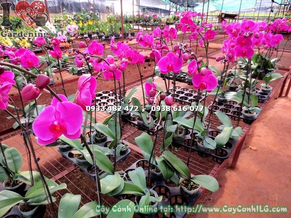 Phong lan hồ điệp tím hồng trồng chậu – trang trí nội thất văn phòng và quán cà phê