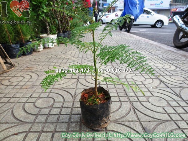 cây hoa phượng tím giống cao 30cm Ms 15717