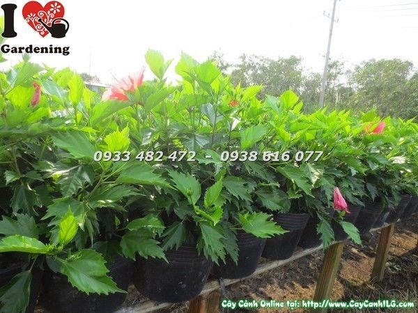 Cây hoa râm bụt khỏe mạnh không sâu bệnh