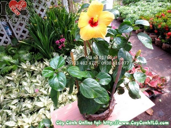 cây hoa râm bụt Mỹ cao 35cm – cảnh quan sân vườn