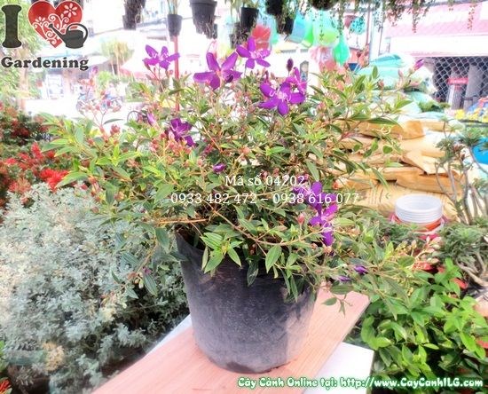 Hoa sim tím nở rực rỡ – đặc điểm nổi bật của cây sim cảnh