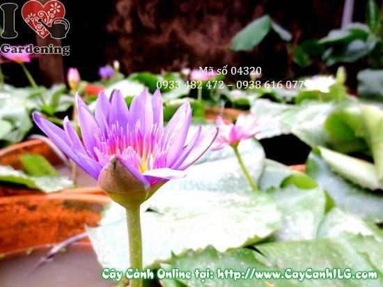 Cây hoa súng cao 30cm – thủy sinh trang trí tiểu cảnh nước tại ILG