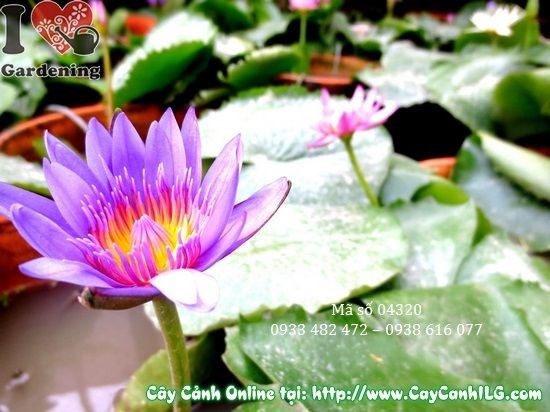 Hoa súng nở nhiều màu sắc trên mặt nước – cây hoa súng 30cm tại ILG