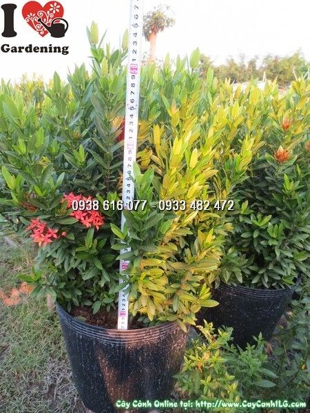 cây hoa trang đỏ cao 50cm – Ms 24003 tại ILG
