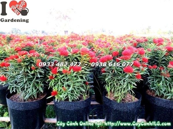Chùm hoa trang kim màu đỏ cam nổi bật