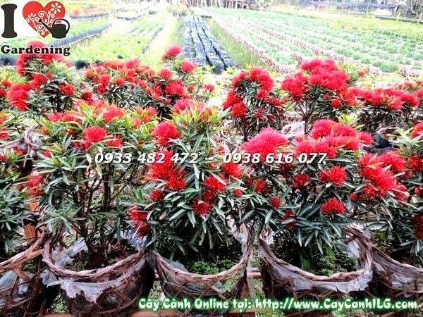 Hoa trang kim trồng hàng rào cảnh quan đẹp