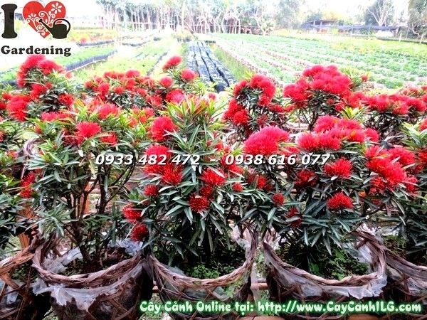 Cây hoa trang kim trồng ngoài nắng ra hoa rực rỡ
