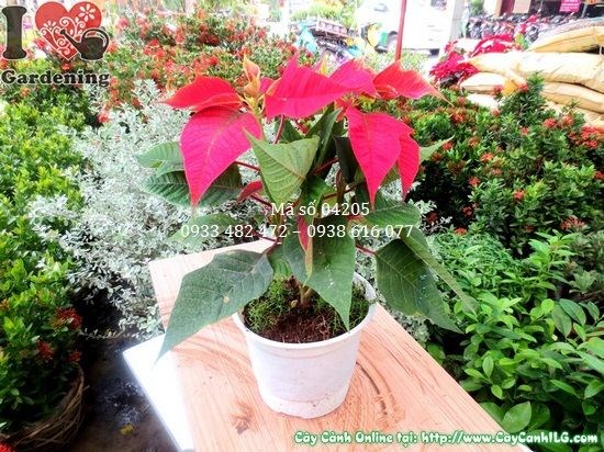 Lá bắc đỏ rực của cây hoa trạng nguyên