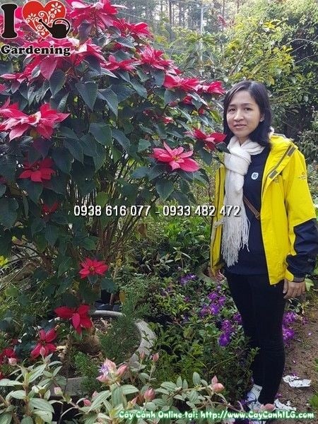 Cây hoa trạng nguyên lớn đẹp trưng bày tại vườn cây ILG TP.HCM
