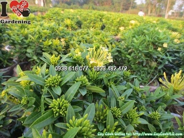cây hoa trang vàng trang trí sân vườn cảnh quan đẹp