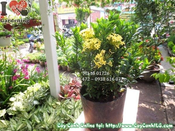 Cây hoa trang vàng trồng hàng rào – ứng dụng cảnh quan phổ biến