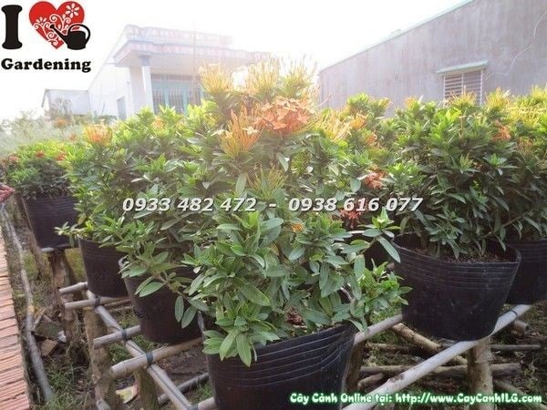Cây hoa trang vàng đậm trồng mảng cảnh quan - Ms 23248