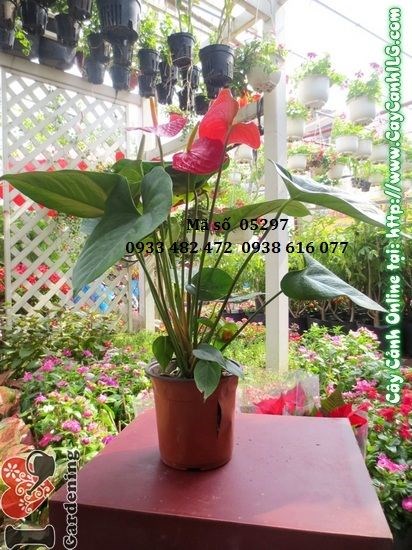 Hình ảnh cây hồng huyết môn ms 05297 cao 40cm tại vườn ILG