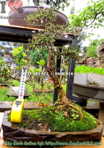Cây hồng loan mai bonsai 30cm – hoa nở đổi sắc tím hồng trắng, dáng bonsai gọn đẹp