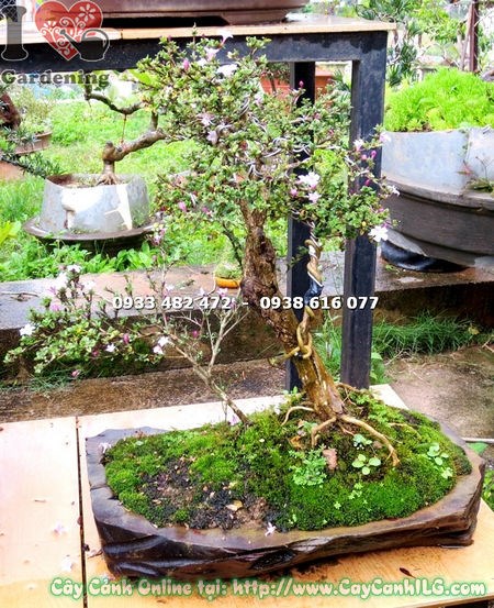 Cây hồng loan mai bonsai cao 30cm – hoa nở màu hồng rực rỡ trên cành bonsai nhỏ