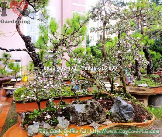 Cây Hồng Loan Mai bonsai – tán lá xanh dày, khỏe mạnh, ít sâu bệnh