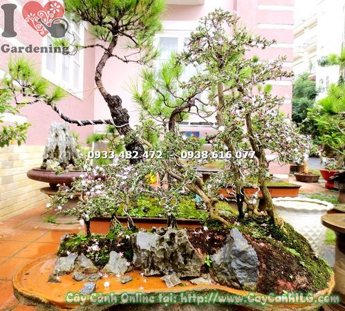 Cây hồng loan mai bonsai cao 70cm Ms 16498 - ILG