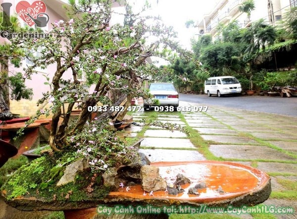 Cây hồng loan mai bonsai tiểu cảnh cao 60cm – lá viền trắng đặc trưng