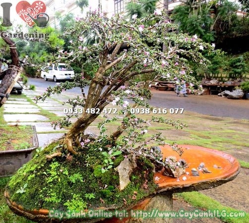 Cây hồng loan mai bonsai tiểu cảnh cao 60cm – dáng bonsai hoàn thiện