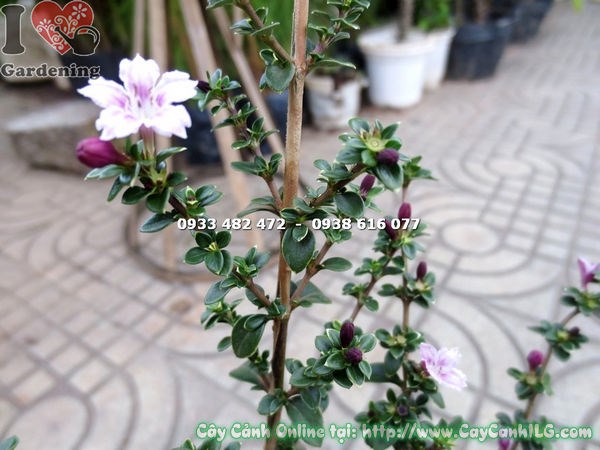 Cây Hồng Loan Mai giống cao 30cm – hoa hồng rực rỡ, lá xanh mướt