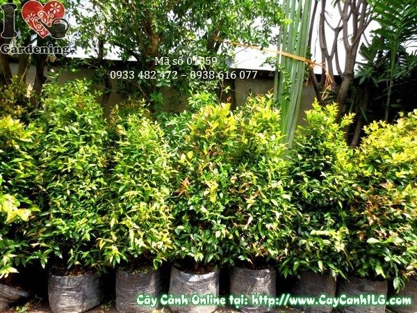 Cây Hồng Lộc 110cm lá đỏ cam nổi bật, phù hợp trồng hàng rào và lối đi
