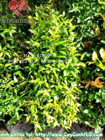 Cây Hồng Lộc Ms 01859 cao 110cm thân cành vững chắc